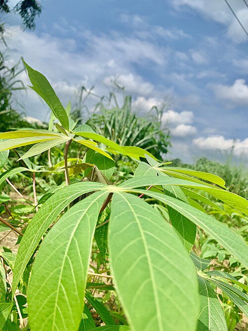 Cassava leaf