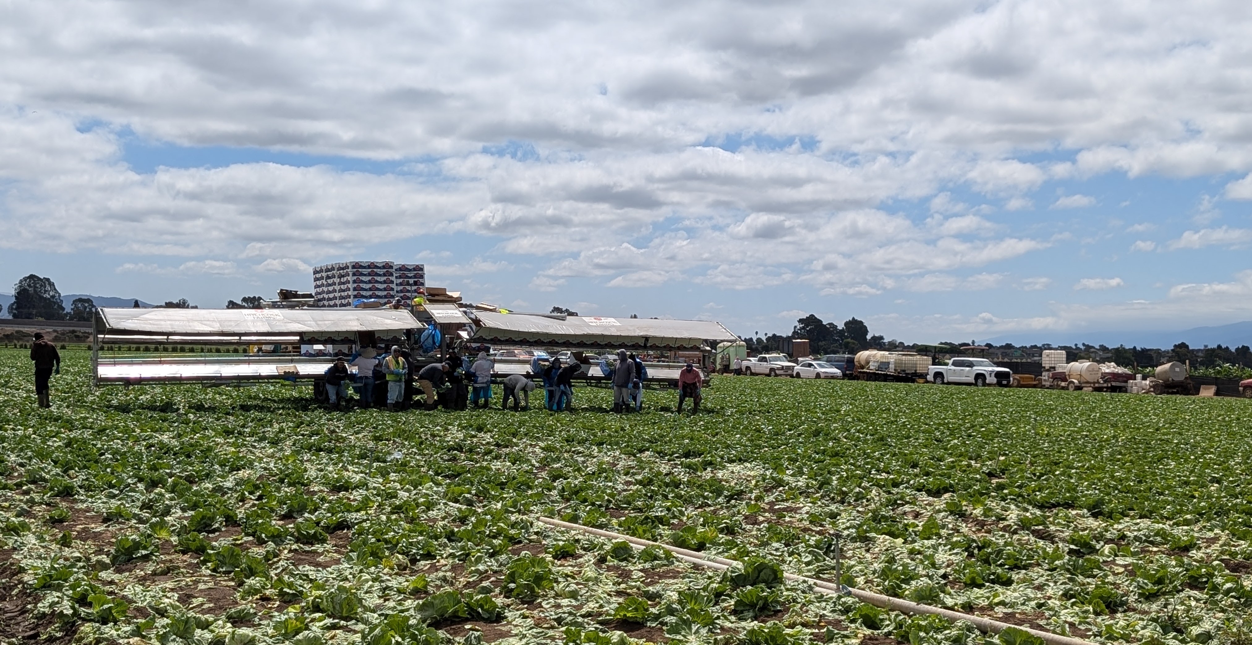 Farmworkers on the field